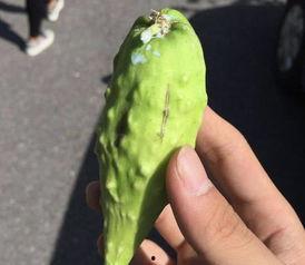 稍瓜今日价格,市场行情一览”