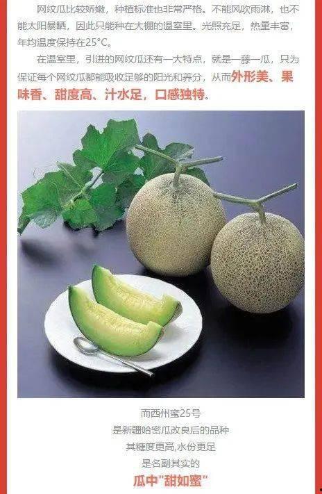 今日网纹瓜价,市场行情一览