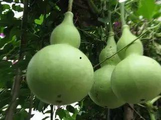 今日恶心的瓜,腥风血雨，揭秘恶心瓜背后的真相