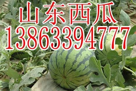 秋水瓜今日价格,今日行情一览