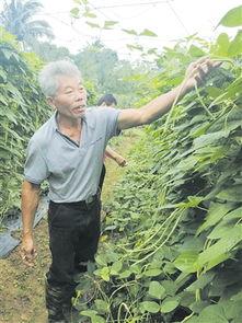 瓜菜今日价格,今日价格一览”