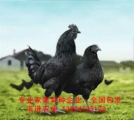 黑守瓜能给鸡吃吗有毒吗,鸡能否食用及潜在毒性解析