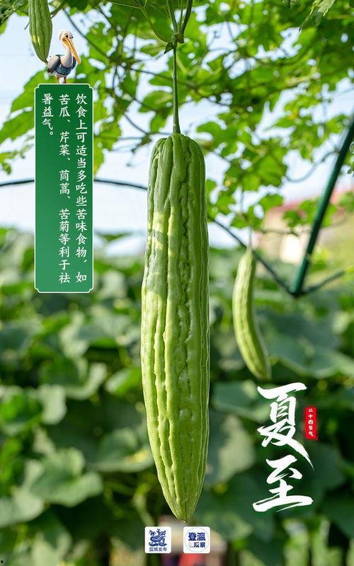今日盐城瓜价格,今日瓜价行情一览