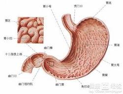 胃炎可以吃黑瓜吗小孩子,黑瓜适宜与否解析