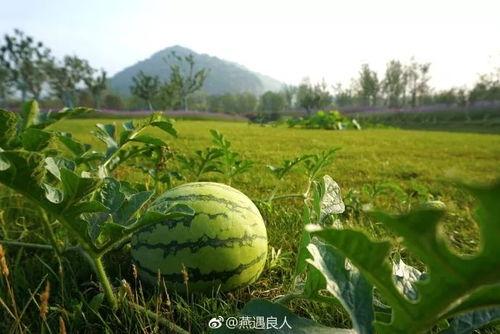 江苏省热门瓜,热门瓜类大盘点