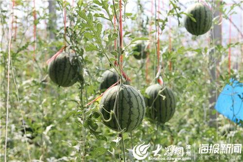 汾阳吃瓜爆料新闻视频,揭秘当地热点事件背后的真相