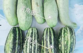 龙阳今日瓜价,瓜价波动，新鲜资讯速递