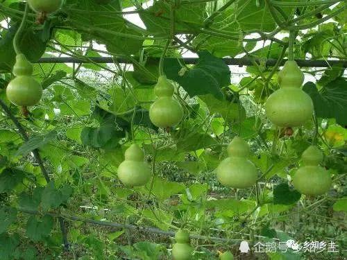 今日瓠瓜价,市场动态一览无余”