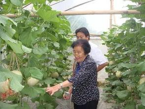 新疆今日的瓜