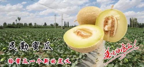 民勤今日瓜价,今日瓜价行情一览