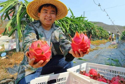 今日摘瓜视频,揭秘瓜农丰收背后的故事
