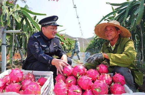 今日摘瓜视频,揭秘瓜农丰收背后的故事