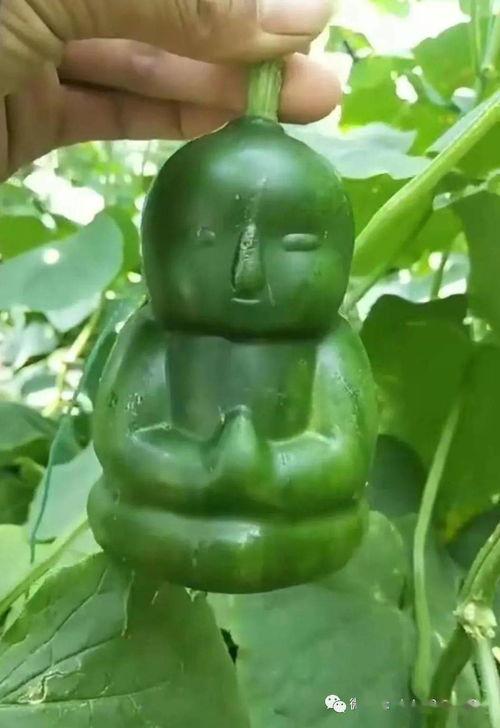 茄瓜行情今日,供需动态解析，价格走势预测