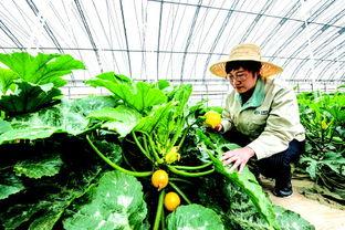 最近学校热门新瓜,揭秘最新热门新瓜背后的真相