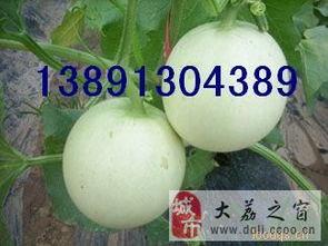陕西今日瓜价,新鲜上市，价格行情一览