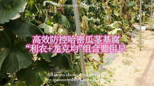 哈密瓜上热门,探寻新疆瓜果的独特魅力