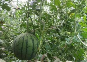 今日小凤瓜价格,市场动态一览无余”