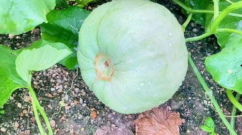 今日小凤瓜价格,市场动态一览无余”