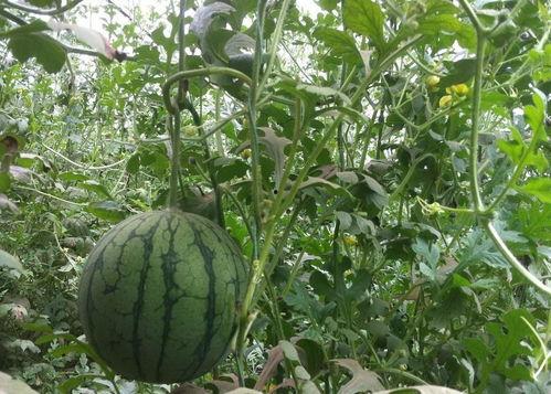 小凤瓜今日行情,今日价格走势解析”