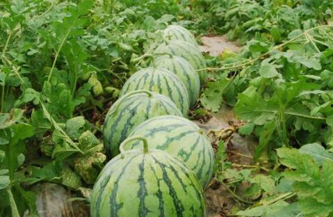 51热门大瓜爆料,揭秘娱乐圈最新热点事件