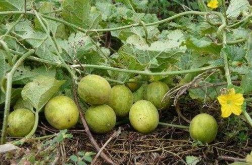 小瓜今日价,探寻时令蔬菜的鲜美与营养”