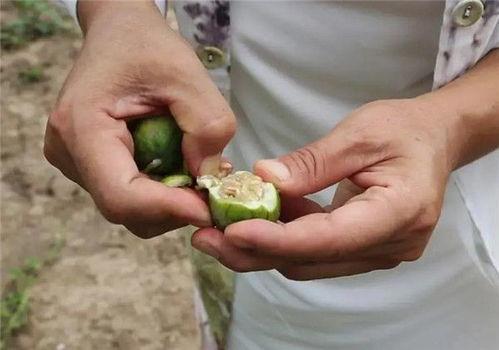 小瓜今日价,探寻时令蔬菜的鲜美与营养”