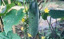 今日白瓜价,市场行情一览