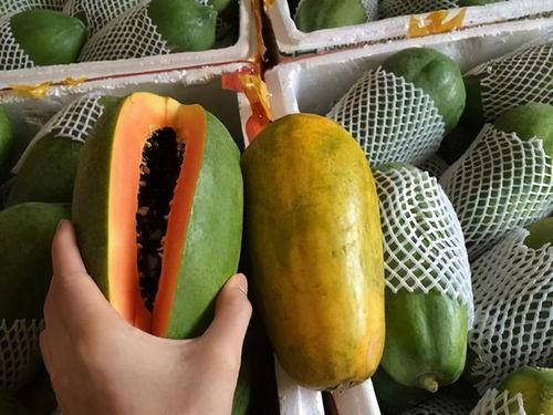 糖尿病人吃黑脆瓜行吗