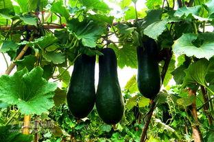 吃花皮吊瓜为什么舌头黑,揭秘吃花皮吊瓜导致舌头变黑之谜