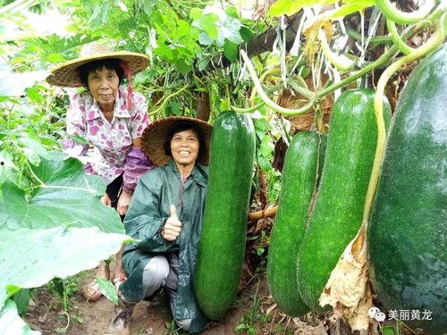专门发网红黑料的吃瓜群