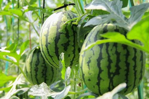 今日吃瓜免费,揭秘娱乐圈最新热点事件