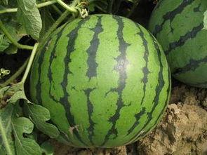 今日中瓜价格,市场供需影响显著