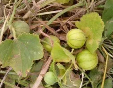 新鲜兰瓜中间有点黑可以吃吗