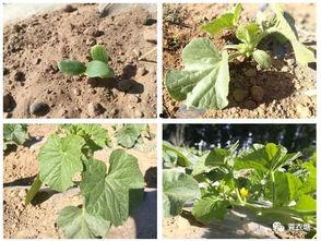 今日份蜜瓜,今日份蜜瓜的甜蜜诱惑