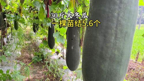 5今日大瓜,娱乐圈重磅爆料，揭秘明星幕后故事