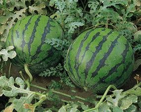 赣州今日瓜价,新鲜上市，价格行情一览