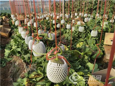 通海今日瓜价,瓜价波动，新鲜资讯速递