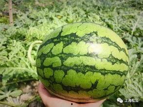 通海今日瓜价,瓜价波动，新鲜资讯速递