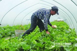 白瓜行情今日,波动中寻求机遇