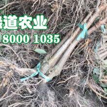 白瓜行情今日,波动中寻求机遇