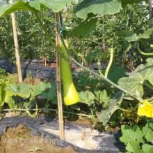 白瓜行情今日,波动中寻求机遇