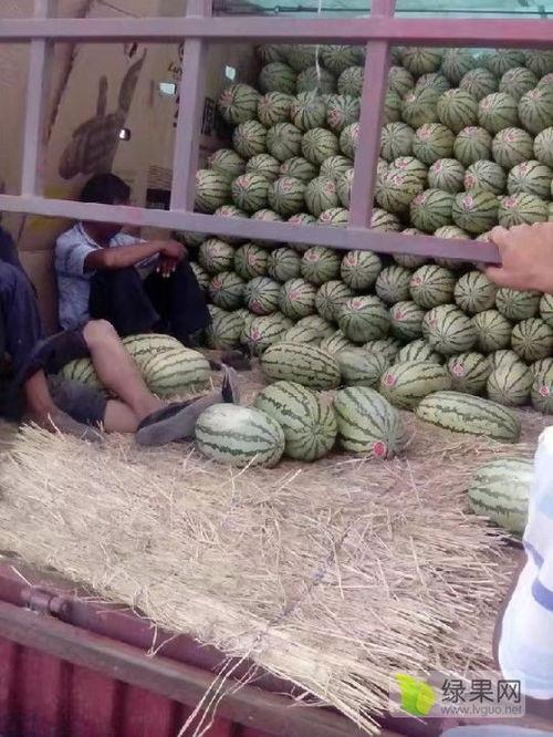 今日麒麟瓜行情,价格波动与市场趋势分析