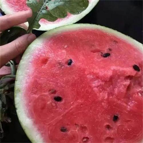 今日麒麟瓜行情,价格波动与市场趋势分析