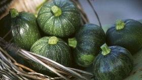 小圆瓜今日行情,价格波动与市场动态一览