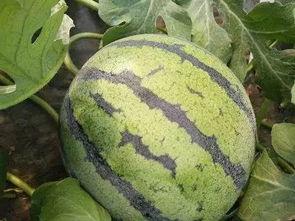 夸瓜今日价格,揭秘市场动态与投资机遇”