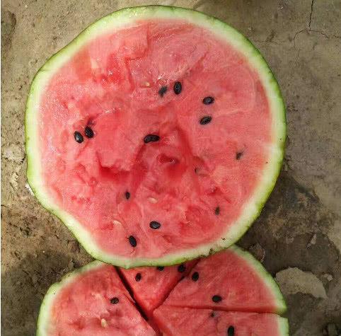 今日瓜价潍坊,瓜价波动，新鲜资讯速递