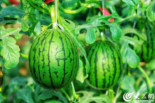 今日瓜价潍坊,瓜价波动，新鲜资讯速递