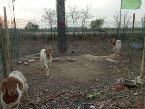 羊圈吃瓜爆料图片高清,高清图片揭秘娱乐圈幕后风云