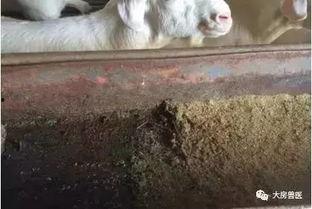 羊圈吃瓜爆料图片高清,高清图片揭秘娱乐圈幕后风云