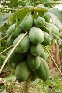 半夏吃瓜最新爆料图片,最新爆料图片揭秘瓜界风云